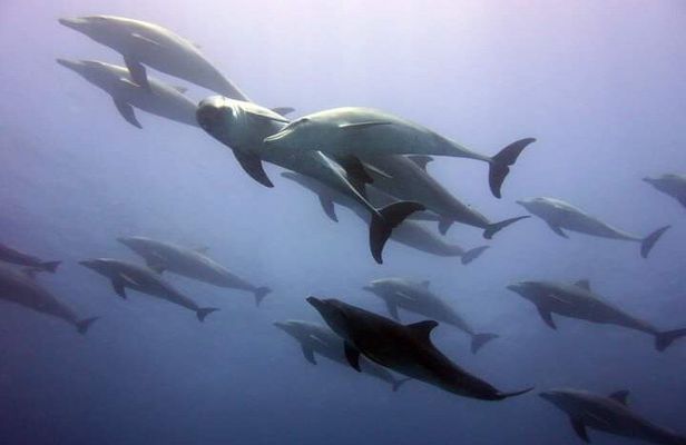 Mnemba Snorkeling and Swimming with Dolphins Trip