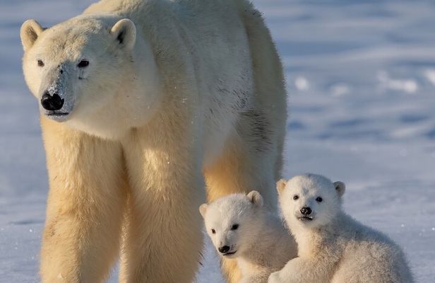 Arctic Wildlife Adventure Ranua Wildlife Park Trip