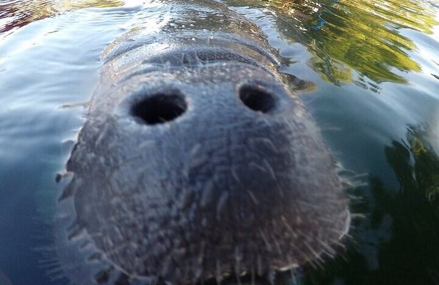3 Hour Guided Manatee Snorkel
