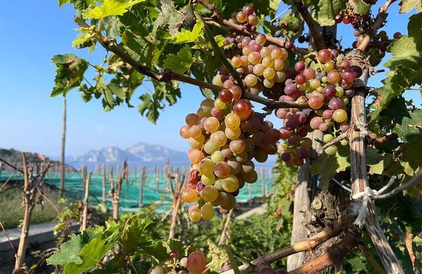 E-Bike tour in Sorrento Peninsula and wine tasting