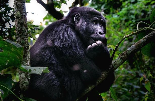 3 Days 2 Nights Gorilla Tracking Bwindi Impenertrable National Park