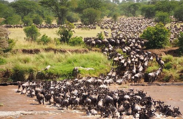Maasai Mara National Reserve 3 Day Minivan Tour
