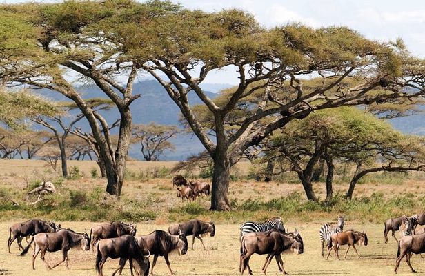 3 Days Masai Mara Wildlife Safari