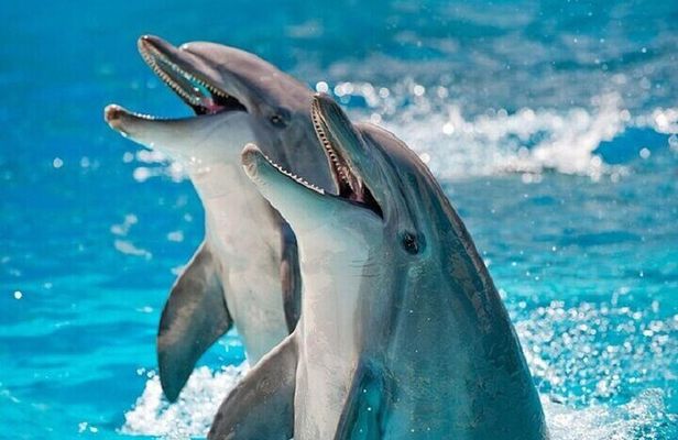 Swim With the Dolphins for 15 Minutes W/Transfer- Sharm El Sheikh