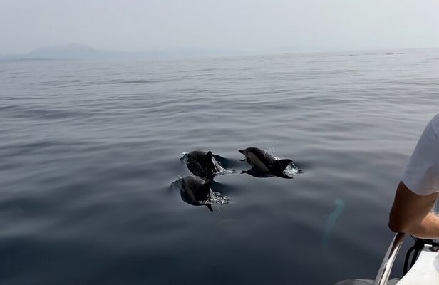 Small Group Dolphin Tour on Hybrid Boat in Sotogrande