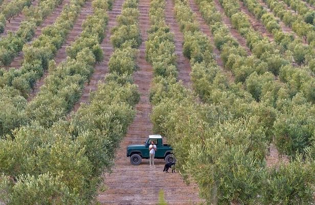 Olive Oil Tour and Tasting