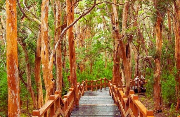 Full Day Cruise to Victoria Island and Arrayanes Forest