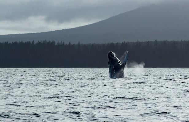 Sitka Sound Marine Wildlife Tour