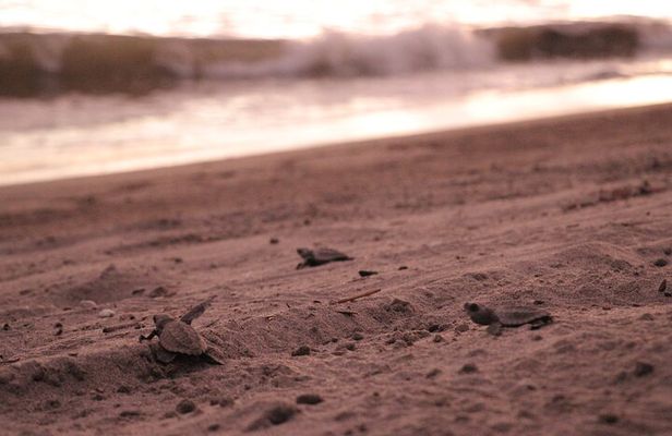 Release of Sea Turtles in Camp Tortuguero