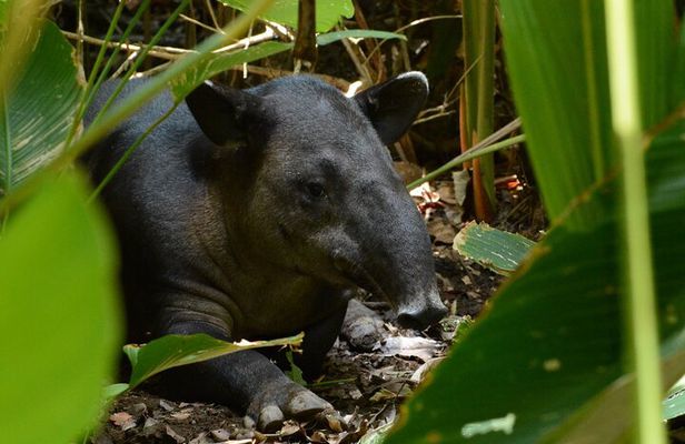 Hike in Corcovado National Park 