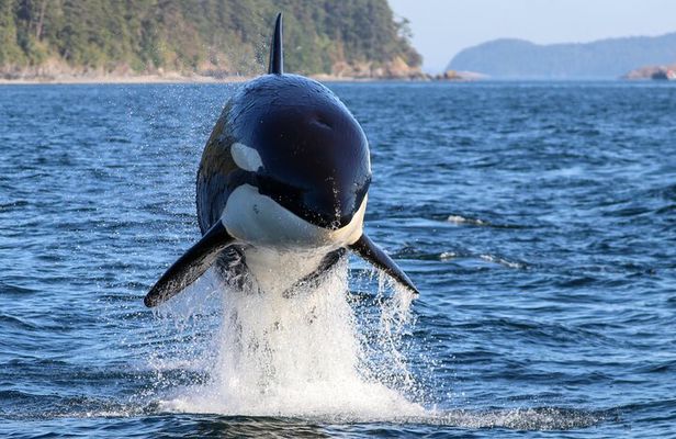 Guaranteed Whale Watch Tour from Anacortes