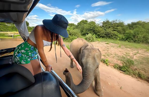 Yala National Park Shared Safari Tour Morning Evening & Full Day 