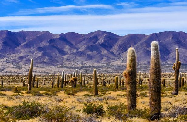 From Salta: Full-day tour to Cachi and Los Cardones National Park
