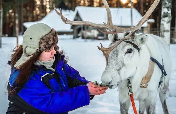 Reindeer Safari at a 200-Year-Old Rovaniemi Farm & Long Sled Ride