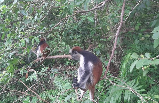 Half day Tour of Jozani Forest Mangroves