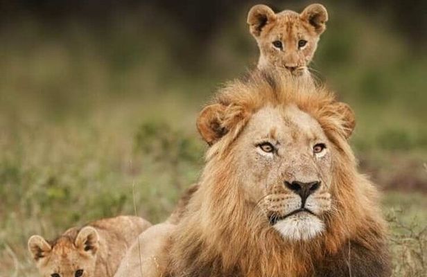 3 Days Mikumi Safari Adventures by Ferry from Zanzibar 