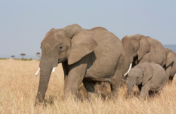 Overnight safari to Amboseli National Park from Nairobi