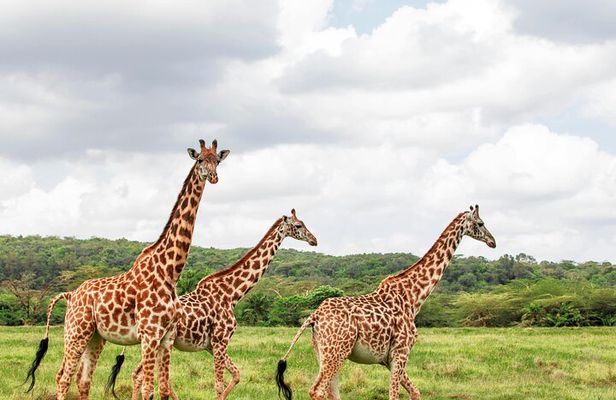 3 Days Maasai Mara Small Group Safari from Nairobi in a 4x4