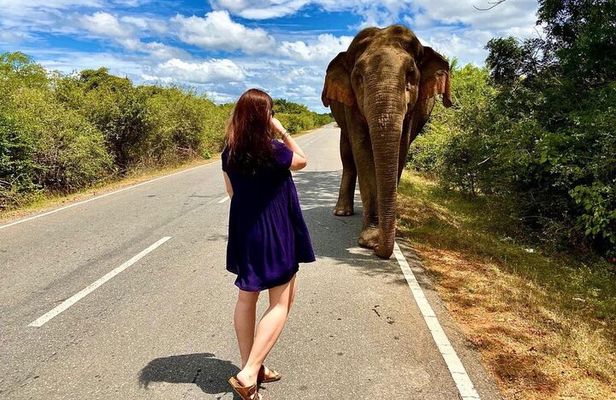 Yala National Park Shared Safari Tour Morning Evening & Full Day