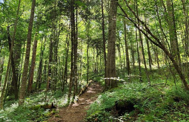 Nighttime Forest Firefly Hike