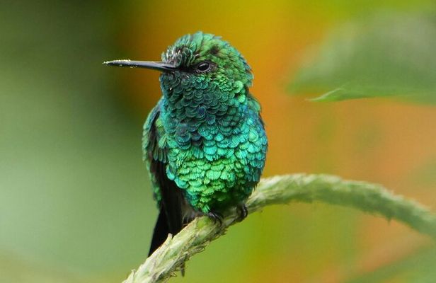 Mindo Cloud Forest Day Tour from Quito