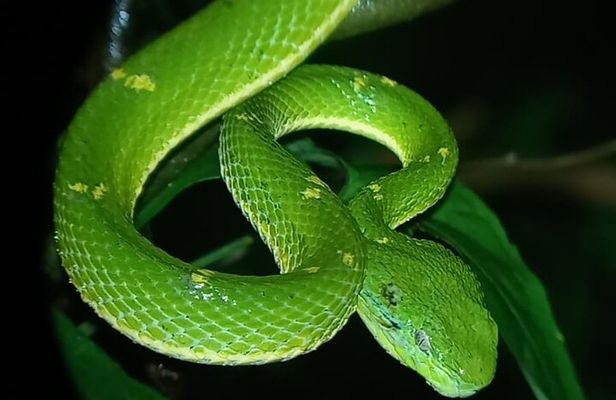 Small Group Night Walk in Monteverde