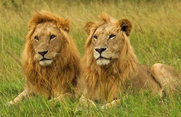 Safari Tour : Nairobi National Park