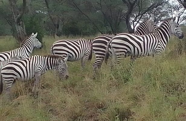 1 Day Nairobi National Park and Giraffe Centre Tour