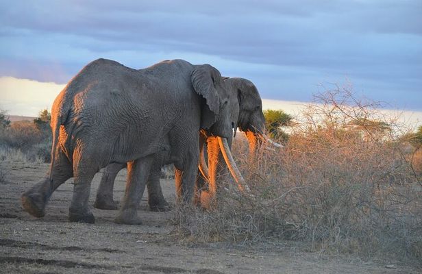 Amboseli 2 night budget safari