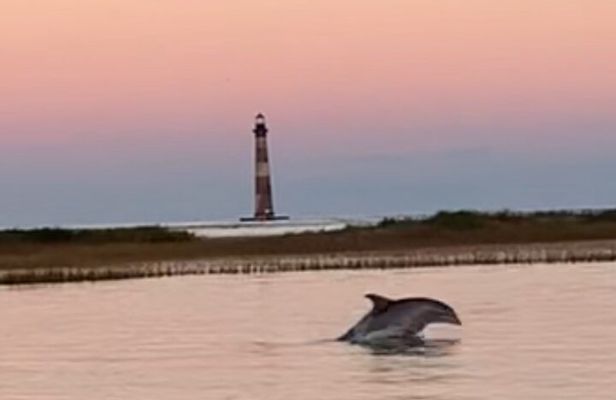 Folly River Morris Island Dolphin and Exploration Adventure 