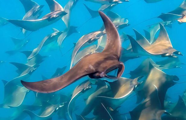 Snorkeling with Mobulas in La Ventana Bay Round trip from La Paz