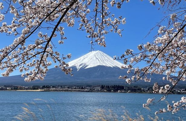 Mt Fuji Private Sightseeing Tour from Tokyo