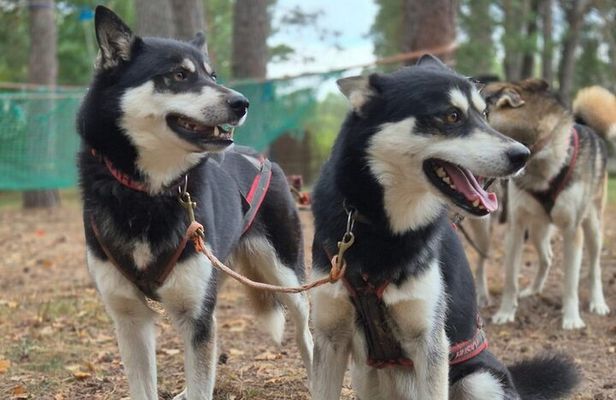 Husky Trekking in Natural Park near Vilnius