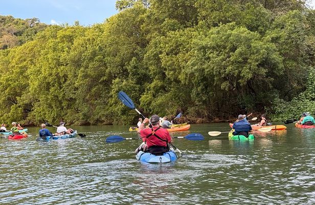 Mangrove River Kayak Tour Samara and Carrillo