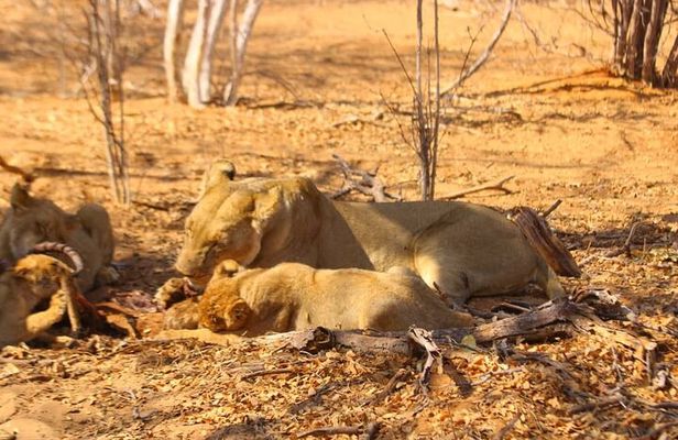 Chobe National Park Full Day Safari Tour