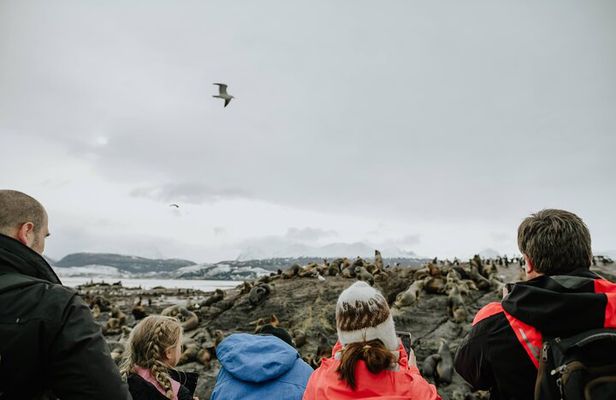 Beagle Navigation and Walking with Papua Penguins in Hammer Island