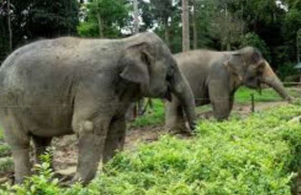 Full Day Elephant Sanctuary Tour with lunch Local food
