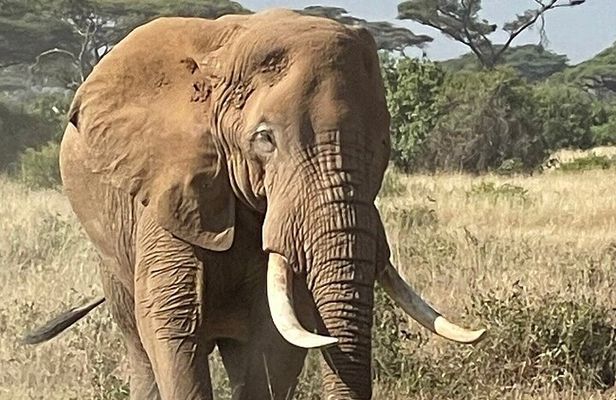 Private Full Day Tour to Amboseli from Nairobi