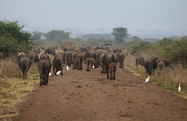 Private Half Day Tour at Nairobi National Park
