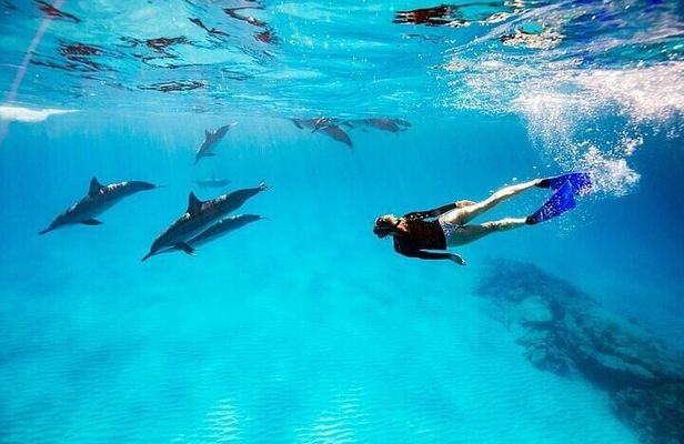 Snorkeling Adventure at Dolphin House Reef & Pickup – Marsa Alam