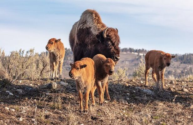 Lamar Valley Wildlife Watching