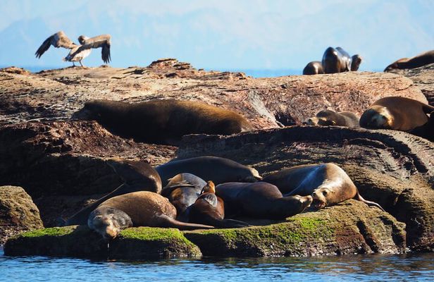 Coronado Island Visit and Sea Lions Swimming