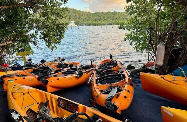 Guided Kayak Tour of Salt River Bay Ecology and History