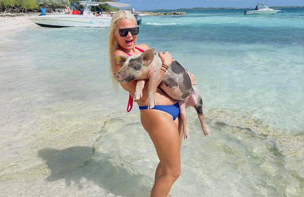 Swimming Pigs, turtles, snorkeling rose island reef .