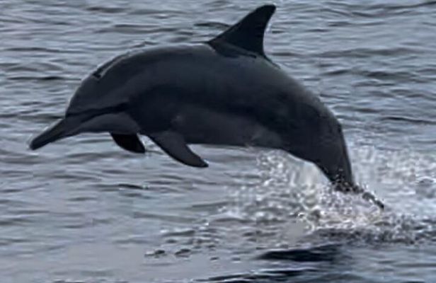 Sustainable Dolphin Watching in Pemuteran