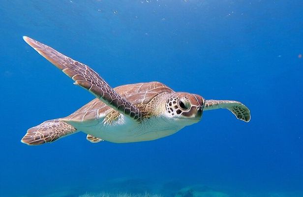 Diving for licensed divers