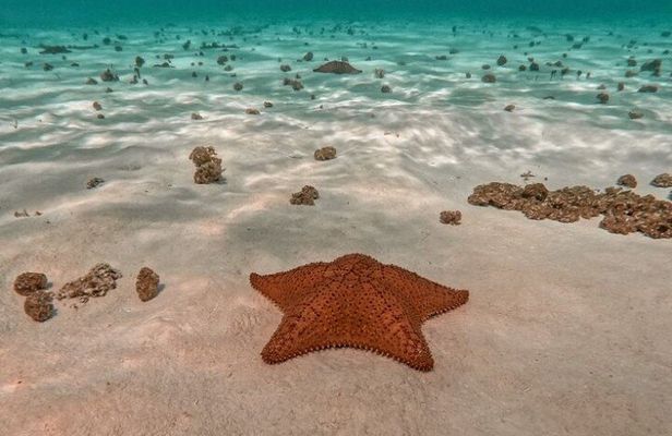 Snorkel in Paradise Cozumel El Cielito Palancar Reef Colombia
