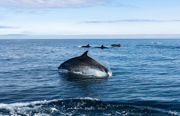 Cetacean Boat Tours in the Basque Country