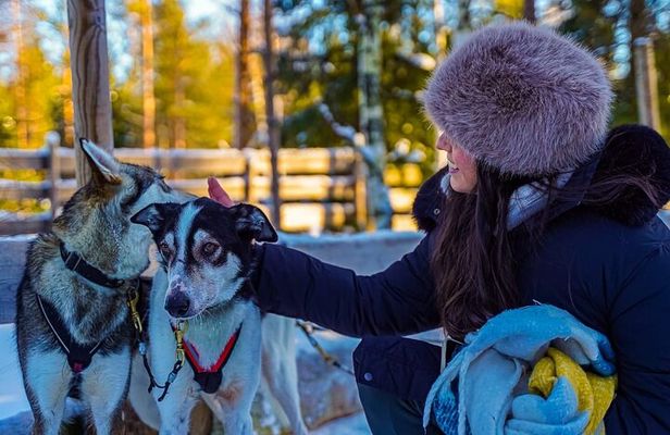 Arctic Husky Adventure in Rovaniemi
