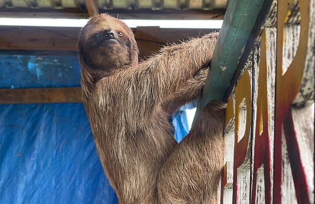 Monkeys and sloths, private tour , and beach